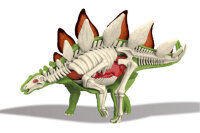 310-4 3D Stegosaurus Skelett zum bauen