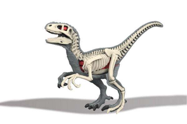 310-5 3D Velociraptors Skelett zum bauen