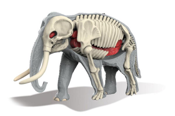 310-9 3D-Elefant Skelett zum bauen