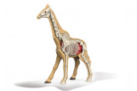 310-10 3D Giraffe Skelett zum bauen